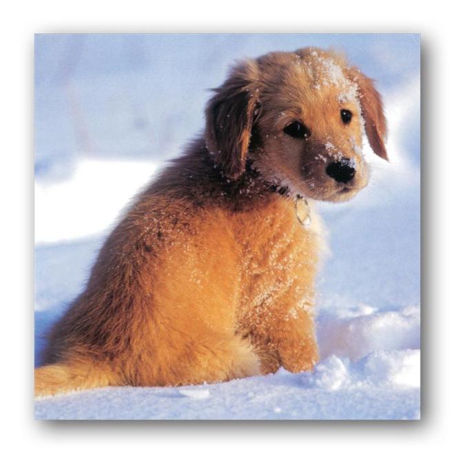 438_a_Front_Puppies_in_Snow_opti.jpg