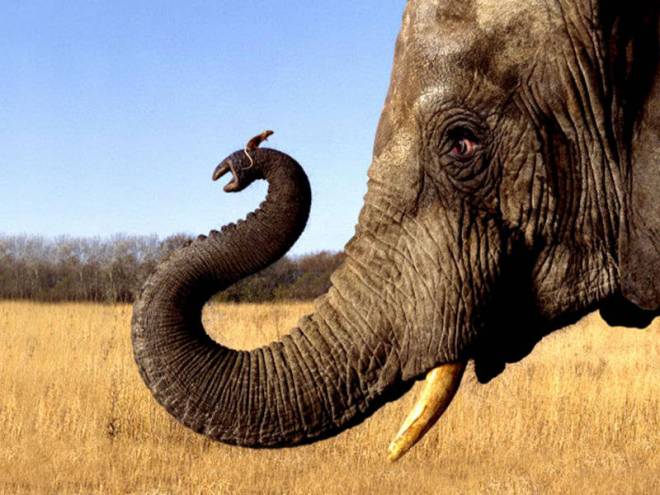 Elephant-with-mouse-on-trunk